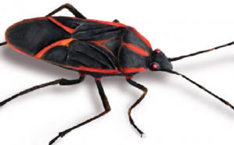 EZ Bedbug Exterminator Washington DC: Your Ultimate Solution for Bed Bug Infestations