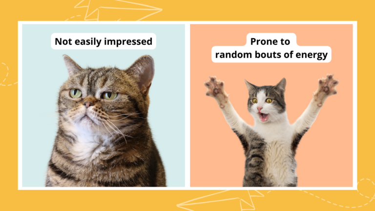 10 Ways Middle School Students Are Exactly Like Cats 1