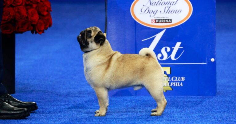 National Dog Show Winner 02